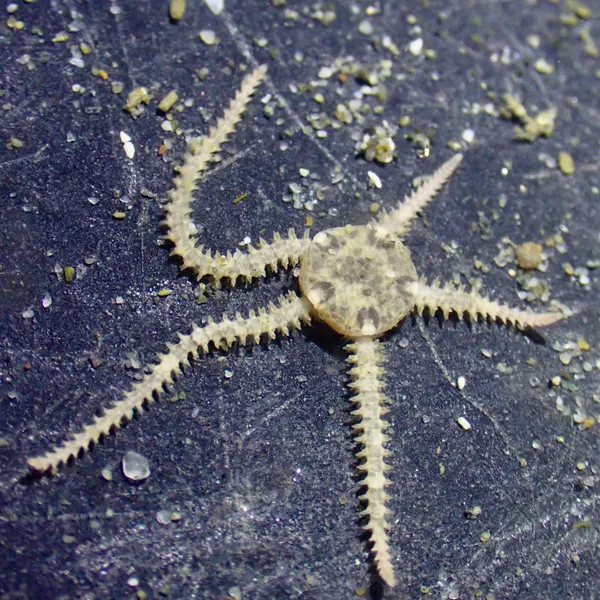 Amphipholis squamata