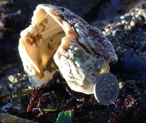 giant acorn barnacle