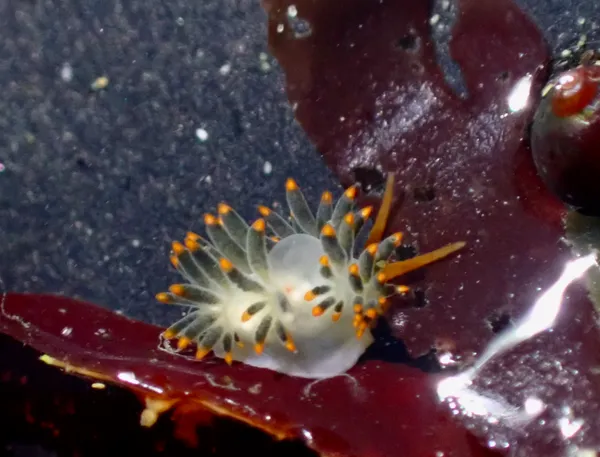 Diaphoreolis lagunae