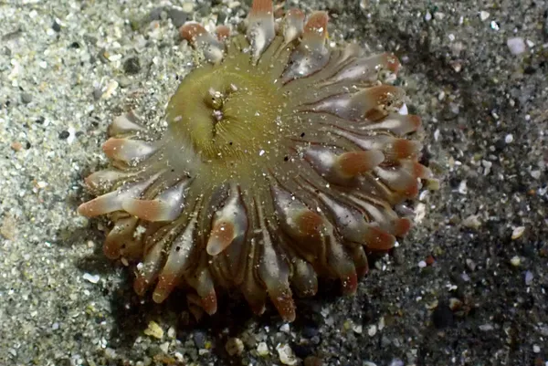 Pacific stubby rose anemone