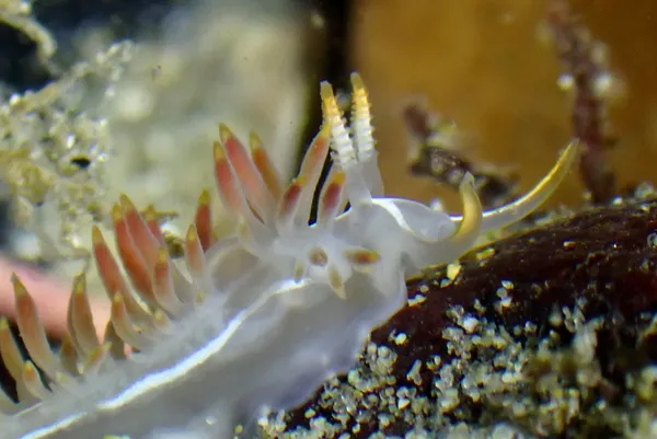 Orienthella trilineata