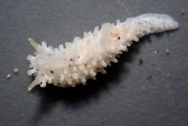 Aegires albopunctatus