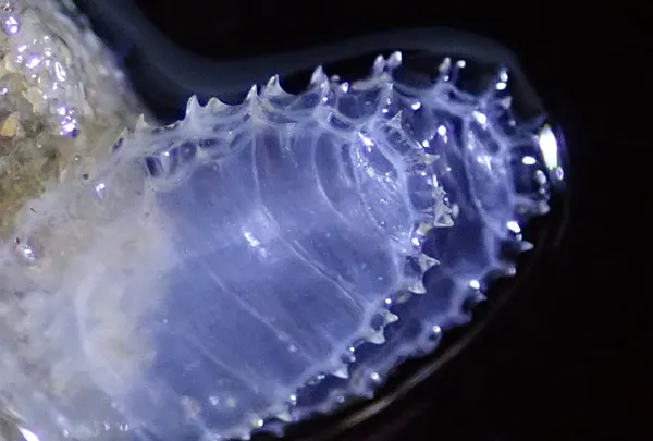 Nassarius fossatus (eggs), thanks to J. Goddard for ID