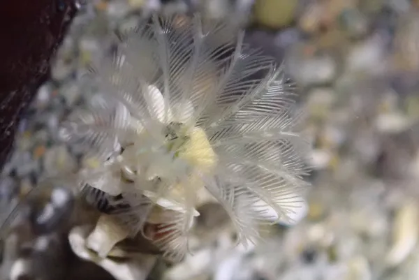 feather duster worm (tiny)