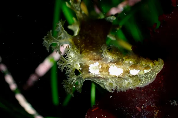 Dendronotus subramosus