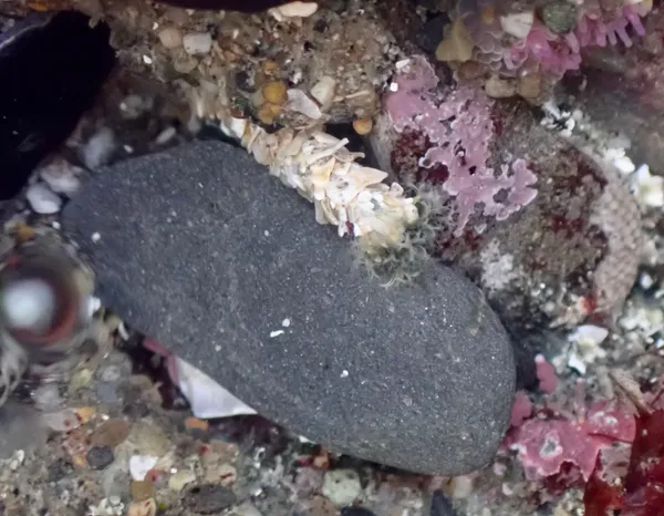 Owenia sp; thanks to L. Harris for ID