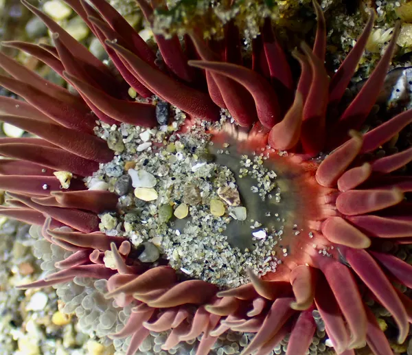 Anthopleura artemisia
