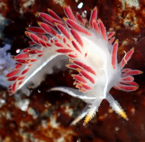 Coryphella trilineata