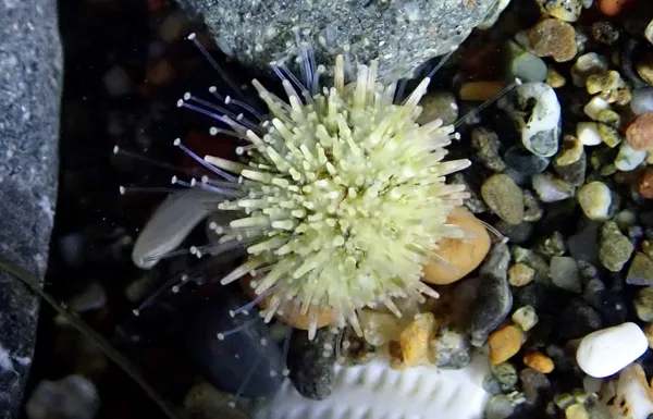 purple sea urchin (juvenile)