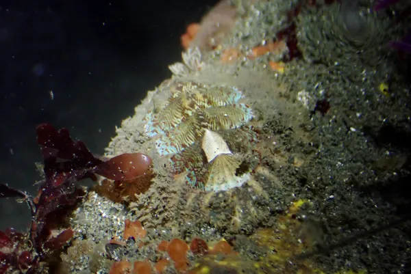 Mopalia sp; thanks to P. Liff-Grieff for id