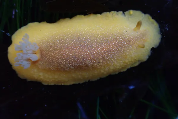 Doriopsilla albopunctata