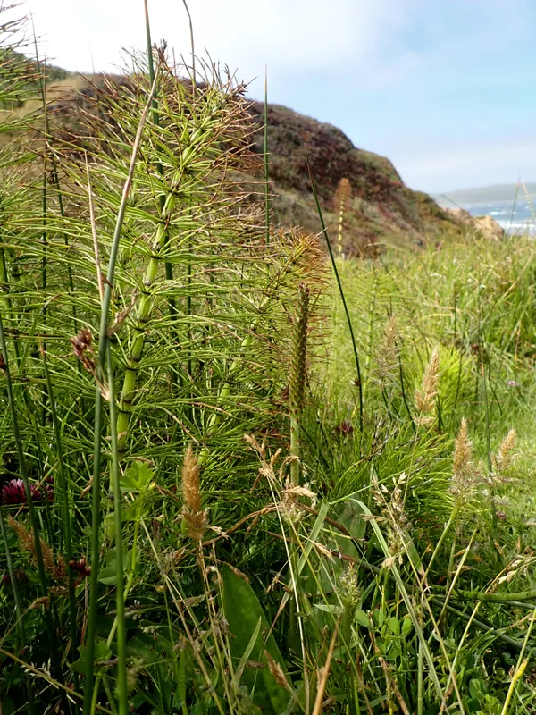 Equisetum; horsetail