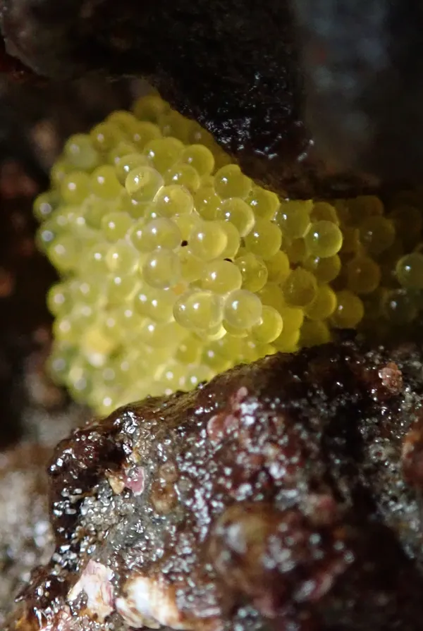 Moonglow anemone (tiny, about 1/2'')