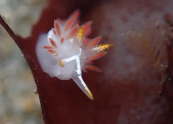 Flabellina trilineata