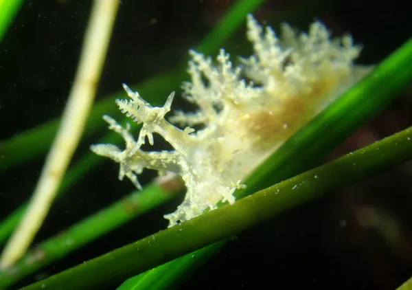 Dendronotus venustus