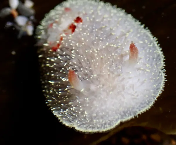 Acanthodoris nanaimoensis