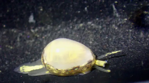 Granulina margaritula