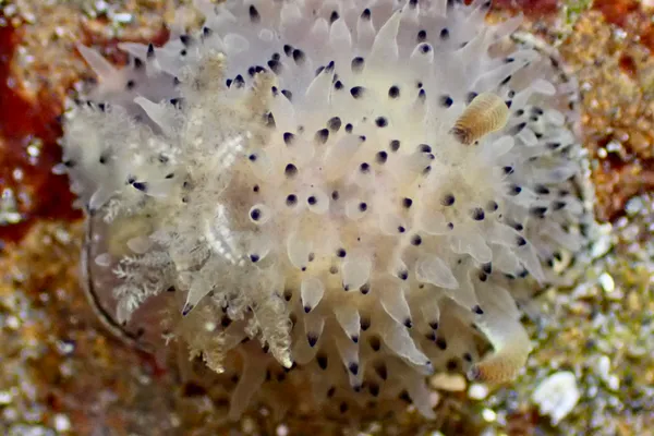 Acanthodoris rhodeceras