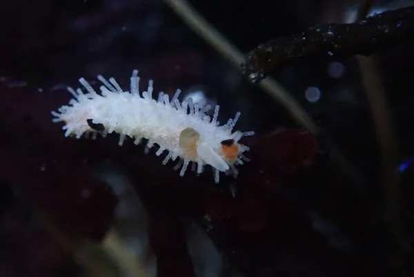 Eupentacta quinquesemita