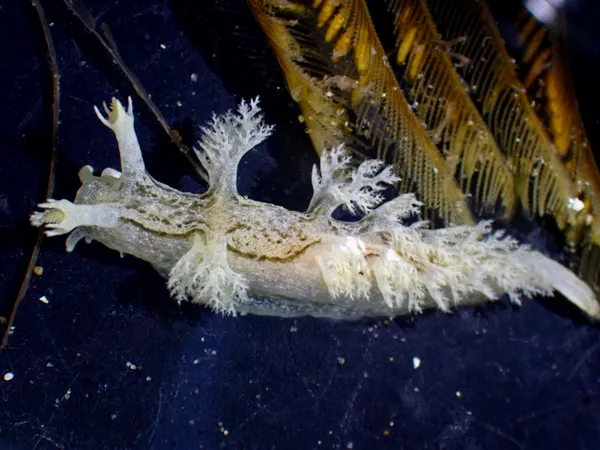 Dendronotus subramosus