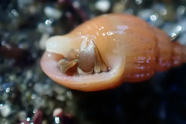 Pagurus hirsutiusculus; thanks to estehr for ID