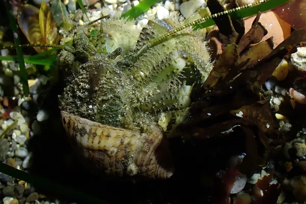 Pagurus hirsutiusculus