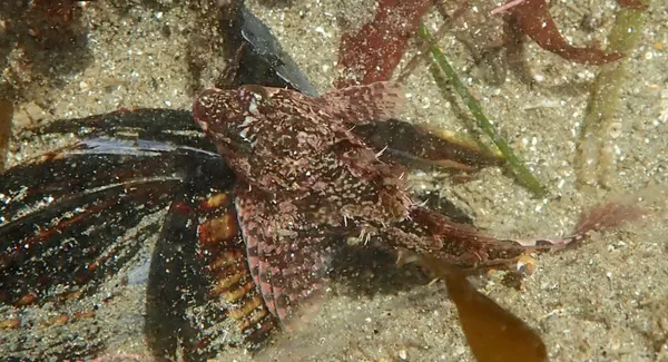 Skulking sculpin