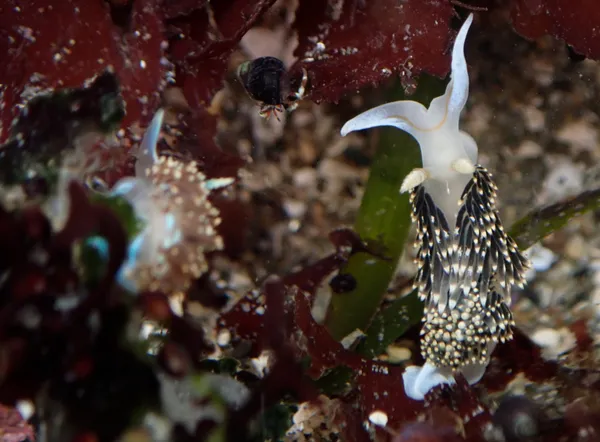 7/4/19: at least ten in 2 hours