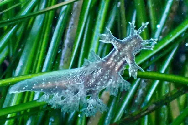 Dendronotus subramosus