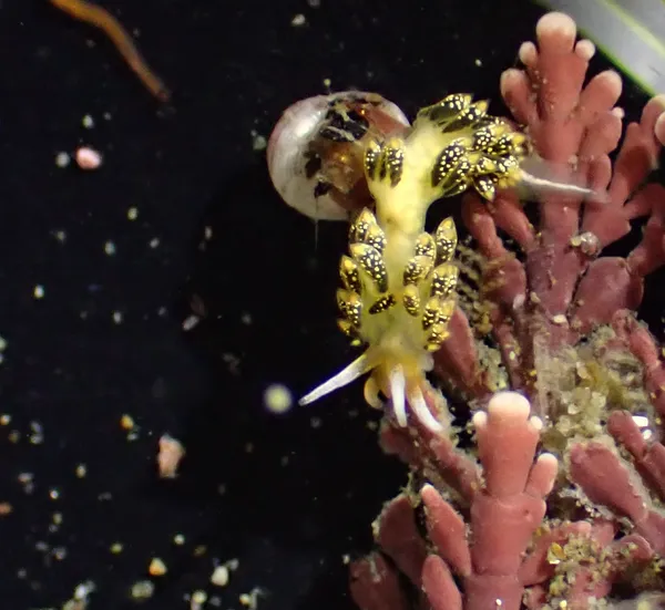 Diaphoreolis flavovulta