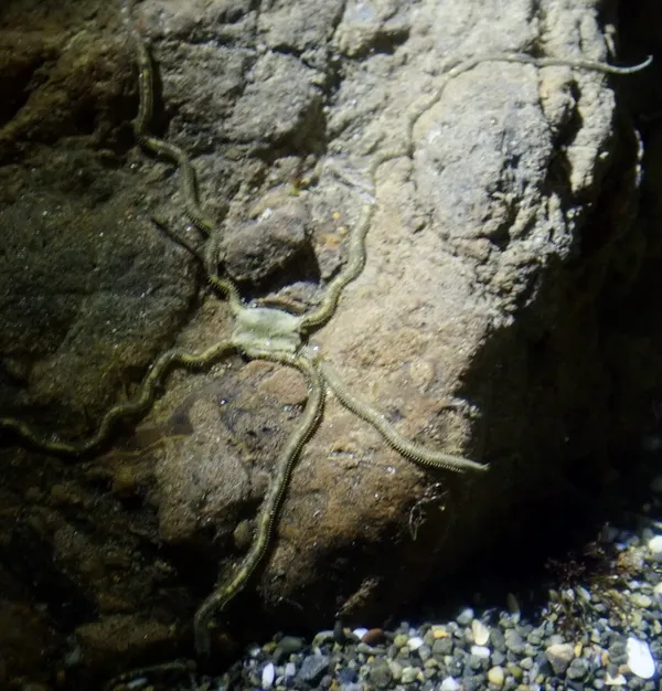 long-arm brittle star