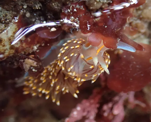 Hermissenda opalescens