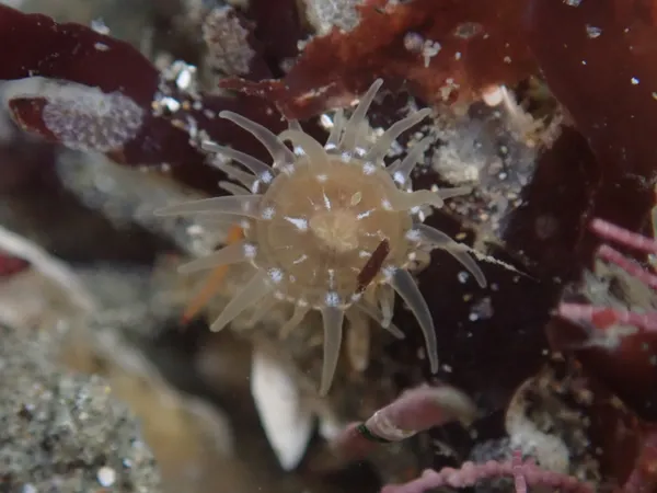 maybe baby Epiactis prolifera