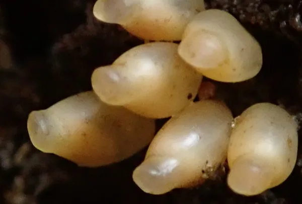 snail egg capsules