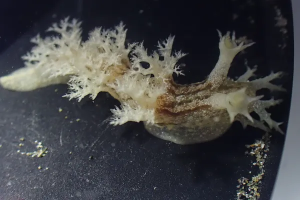 Dendronotus subramosus