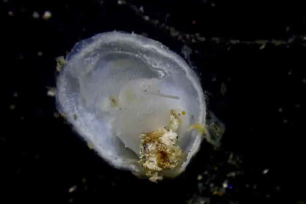 Crepidula perforans; thanks to T. Everest for ID