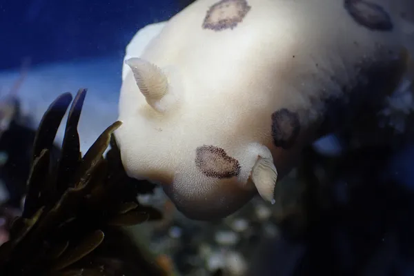 Dialula sandiegensis