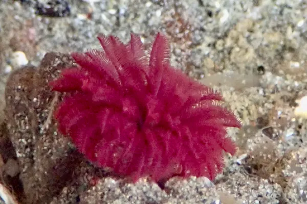 purple sea urchin (juvenile)