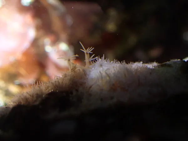 hydroids