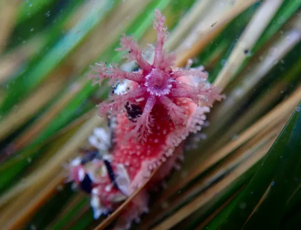 Lissothuria nutriens
