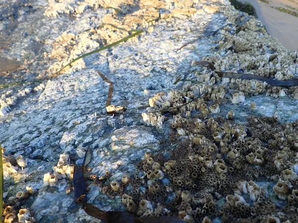 lots of dead barnacles