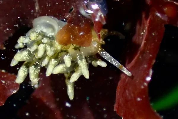 Eubranchus olivaceus