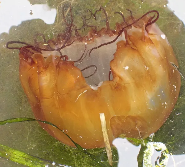 Chrysaora fuscescens