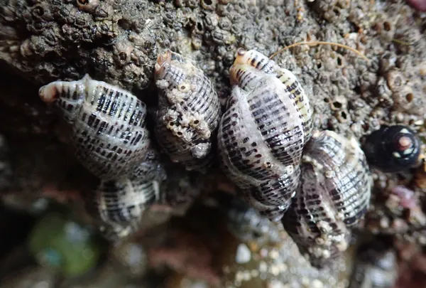 Acanthinucella spirata, hanging out near the egg capsules.