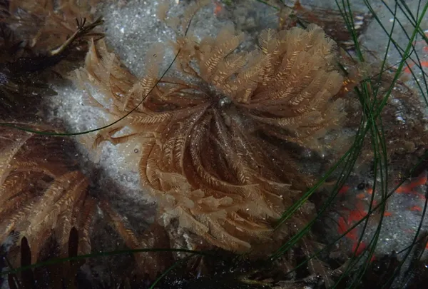 ostrich plume hydroid