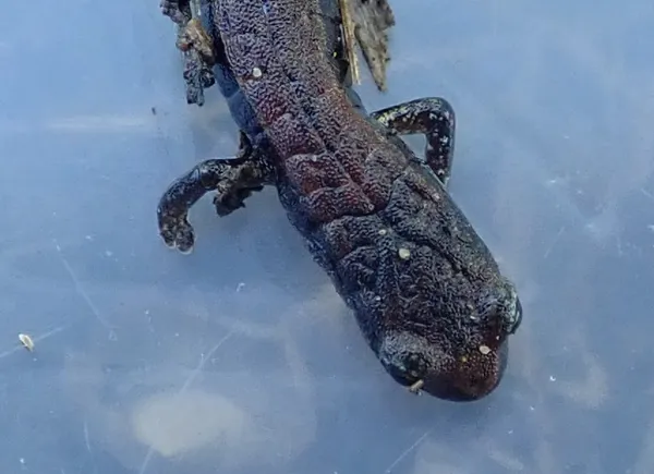 Batrachoseps attenuatus - California slender salamander (from under a bush, not from a tidepool)