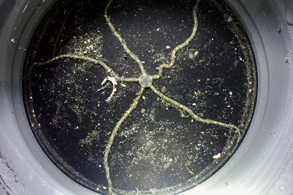 Amphiodia occidentalis