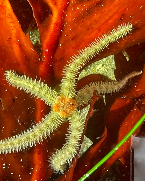 Ophiothrix spiculata