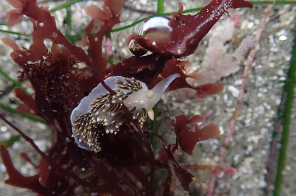 8/1/19: 5 in 2.5 hours