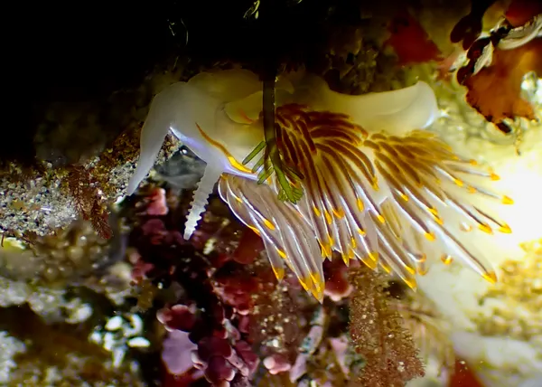 Hermissenda crassicornis